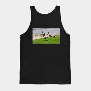 Multiple Young Canada Goose Goslings Tank Top